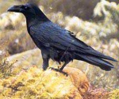 La Sociedade de Caza de Lalín solicitó batidas de cuervos